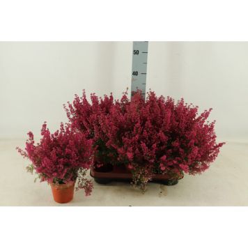 HÖSTLJUNG KRUKA 11 CM