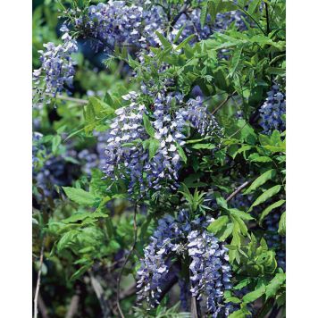 KLÄTTERVÄXT BLÅREGN PROLIFIC BLÅLILA KRUKODLAD 5-PACK