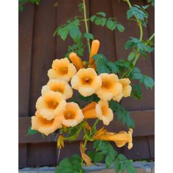 KLÄTTERVÄXT TRUMPETRANKA FLAVA GUL KRUKODLAD 5-PACK