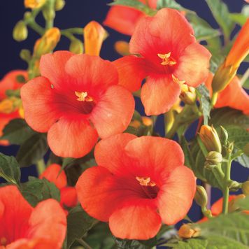 KLÄTTERVÄXT TRUMPETRANKA MME GALEN ORANGE KRUKODLAD