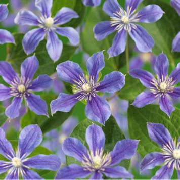 KLÄTTERVÄXT KLEMATIS ARABELLA LILA KRUKODLAD 5-PACK