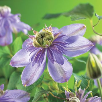 KLÄTTERVÄXT KLEMATIS BLUE LIGHT BLÅ KRUKODLAD 3-PACK