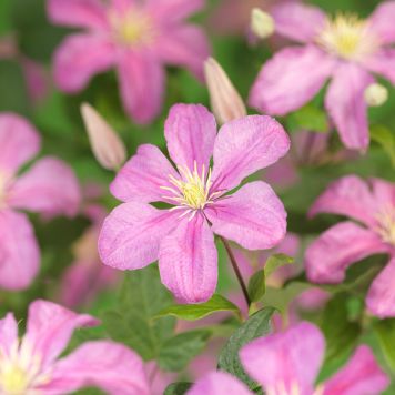KLÄTTERVÄXT KLEMATIS COMTESSE BOUCHAUD ROSA KRUKODLAD 5-PACK