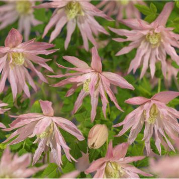 KLÄTTERVÄXT KLEMATIS COUNTRY ROSE ROSA KRUKODLAD 5-PACK