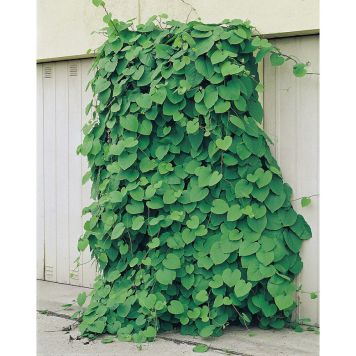 KLÄTTERVÄXT PIPRANKA GUL KRUKODLAD 3-PACK