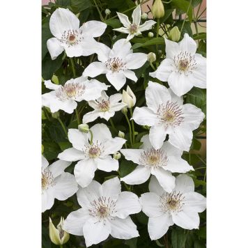 KLÄTTERVÄXT KLEMATIS DESTINY VIT KRUKODLAD 3-PACK