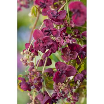 KLÄTTERVÄXT FEMBLADIG AKEBIA RÖD KRUKODLAD 3-PACK