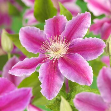 KLÄTTERVÄXT KLEMATIS DR RUPPEL ROSA KRUKODLAD