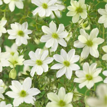 KLÄTTERVÄXT KLEMATIS EARLY SENSATION VIT KRUKODLAD 5-PACK