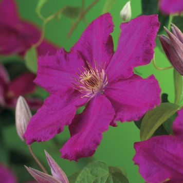 KLÄTTERVÄXT KLEMATIS ERNEST MARKHAM ROSA KRUKODLAD