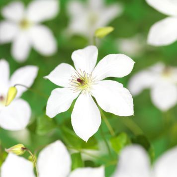 KLÄTTERVÄXT KLEMATIS FOREVER FRIENDS VIT KRUKODLAD