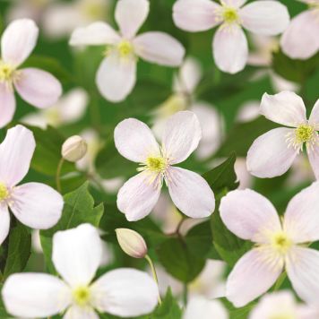 KLÄTTERVÄXT KLEMATIS FRAGRANT SPRING ROSA KRUKODLAD 5-PACK