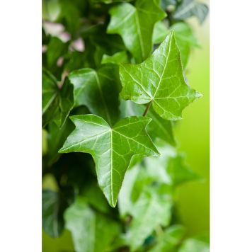 KLÄTTERVÄXT MURGRÖNA GRÖN KRUKODLAD 3-PACK