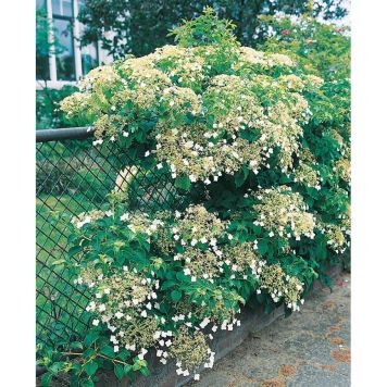 KLÄTTERVÄXT KLÄTTERHORTENSIA VIT KRUKODLAD 5-PACK