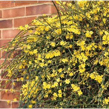 KLÄTTERVÄXT VINTERJASMIN GUL KRUKODLAD 3-PACK