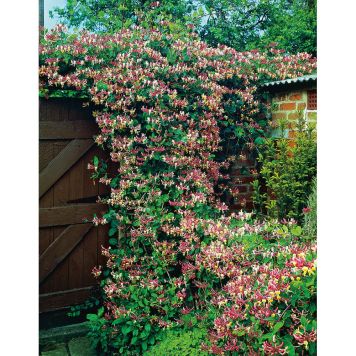 KLÄTTERVÄXT VILDKAPRIFOL SEROTINA RÖD KRUKODLAD 5-PACK