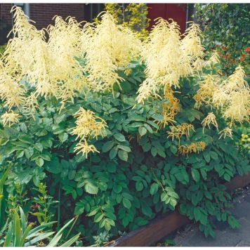 PERENN PLYMSPIREA PRYDNAD 6-PACK