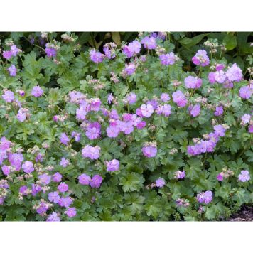 PERENN FLOCKNÄVA KARMINA MARKTÄCKARE 6-PACK