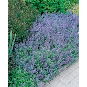 PERENN KANTNEPETA KANTVÄXT PRYDNAD 6-PACK