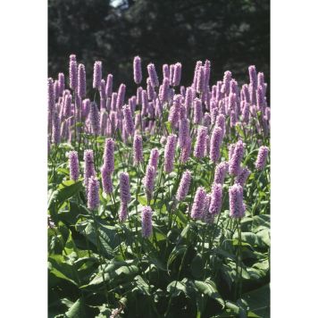 PERENN STOR ORMROT PRYDNAD 6-PACK