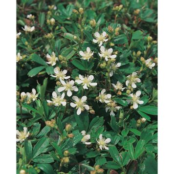 PERENN FINGERÖRT MARKTÄCKARE 15-PACK