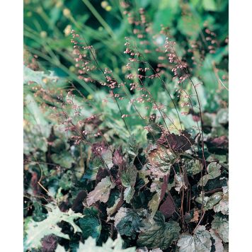 PERENN ALUNROT RACHEL PRYDNAD 3-PACK