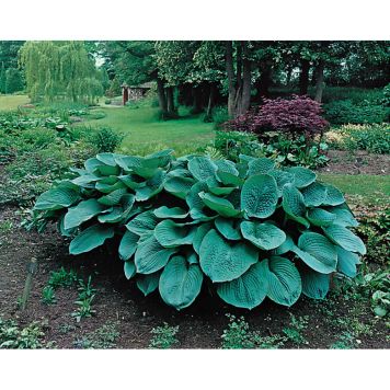 PERENN DAGGFUNKIA SIEBOLDIANA ELEGANS 6-PACK