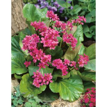 PERENN HJÄRTBERGENIA MARKTÄCKARE 6-PACK