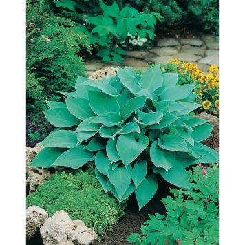 PERENN BLÅFUNKIA PRYDNAD 6-PACK