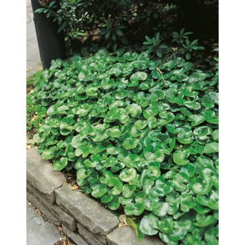 PERENN HASSELÖRT MARKTÄCKARE 6-PACK