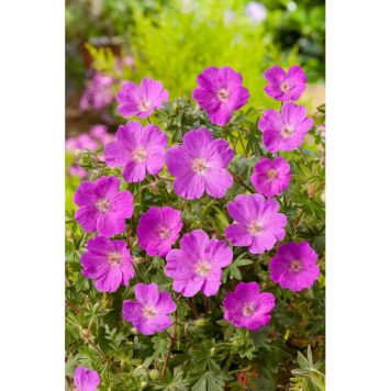 PERENN BLODNÄVA MAX FREI MARKTÄCKARE 15-PACK