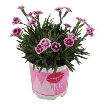 TRÄDGÅRDSNEJLIKA 10.5 