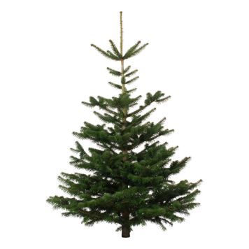 JULGRAN KUNGSGRAN 150-200CM