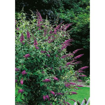 BUSKE SYRENBUDDLEJA/FJÄRILSBUSKE VIOLETT KRUKODLAD