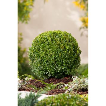 BUSKE BUXBOM MÖRKGRÖN KRUKODLAD