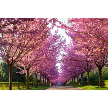 PRYDNADSTRÄD PRYDNADSKÖRSBÄR JAPANSKT ROSA