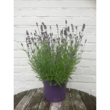 LAVENDEL 'HIDCOTE' KRUKA 17CM