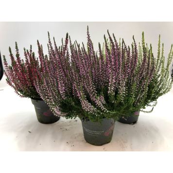 LJUNG 'GARDEN GIRLS' KRUKA 12CM