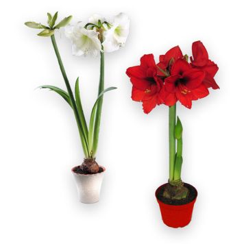 AMARYLLIS MIX 2 STÄNGLAD
