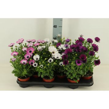 STJÄRNÖGA OLIKA FÄRGER 10,5CM