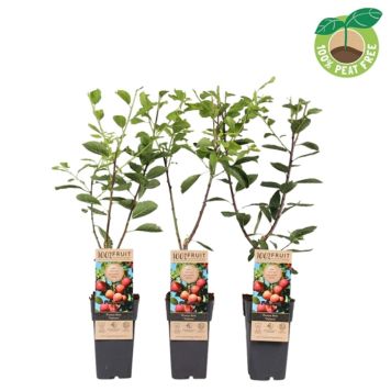 PLOMMON VICTORIA I KRUKA 15CM