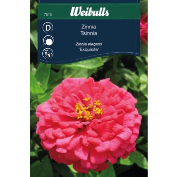 ZINNIA WEIBULLS EXQUISITE                              