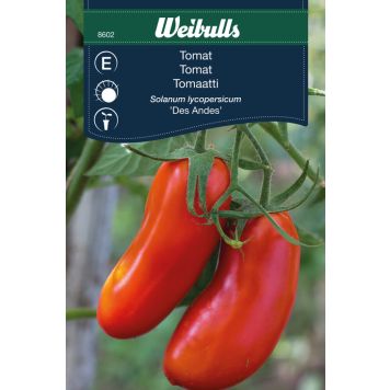 TOMAT WEIBULLS DES ANDES                               