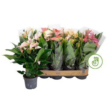 ROSENKALLA OLIKA FÄRGER 12CM