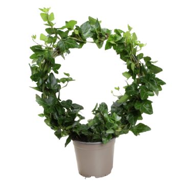 MURGRÖNA PÅ BÅGE KRUKA 12CM