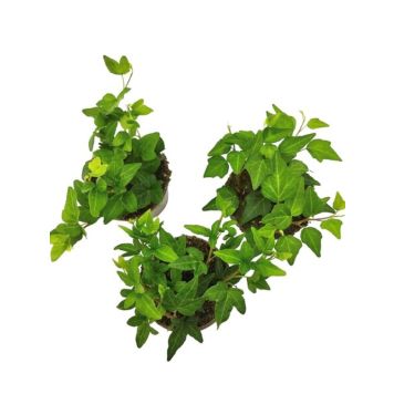 MURGRÖNA OLIKA SORTER KRUKA 9 CM