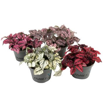 ROSENSTÄNK I KRUKA OLIKA FÄRGER 11CM