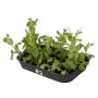ODLINGSFAT ELHO GREEN BASICS GROW TRAY MEDIUM