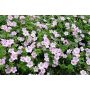 PERENN NÄVA GERANIUM DREAMLAND