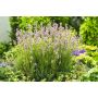 PERENN LAVENDEL ROSEA
